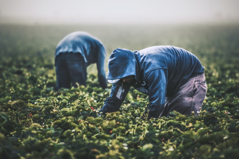 Strawberry Picking // Field workers in California are almost exclusively immigrants who work at back-breaking labor to support themselves and their families. Remember them with gratitude the next time you're buying produce.
