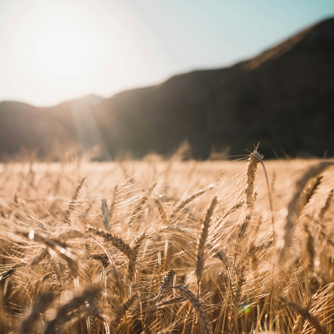 „Faire Landwirtschaft statt Kulturkampf um Veggie-Burger" „Faire Landwirtschaft statt Kulturkampf um Veggie-Burger"