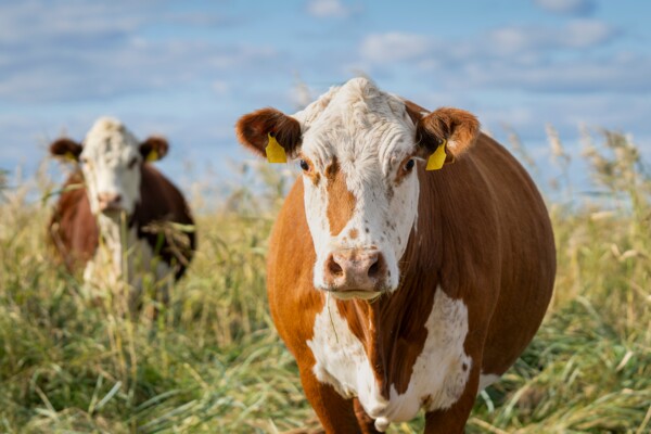 "Tierwohl und Ernährungssicherheit gemeinsam denken"